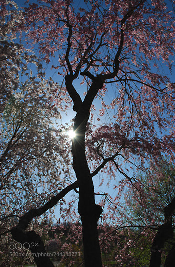 Nikon D60 sample photo. Td photography