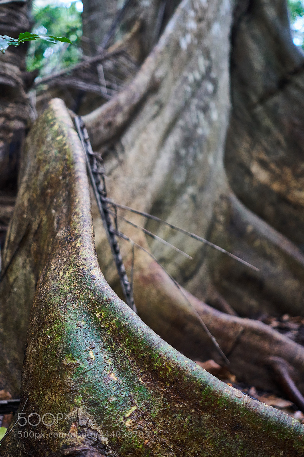 Sony a6300 sample photo. Root photography