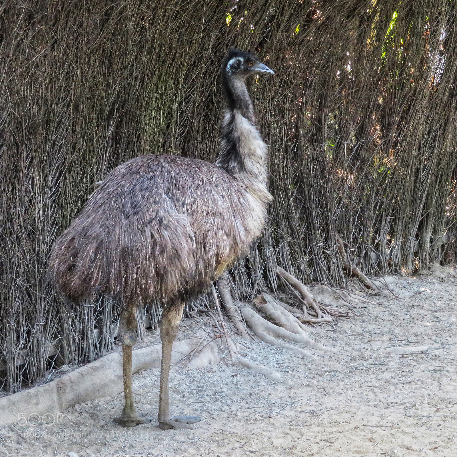 Canon PowerShot SX720 HS sample photo. Emu photography