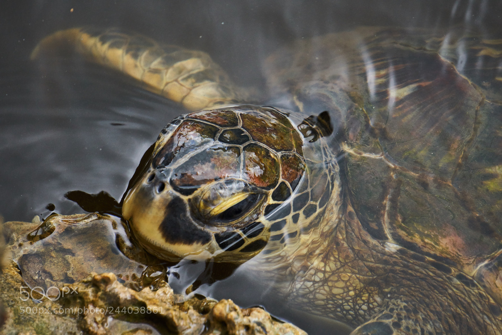 Sony a6300 sample photo. Sea turtle photography