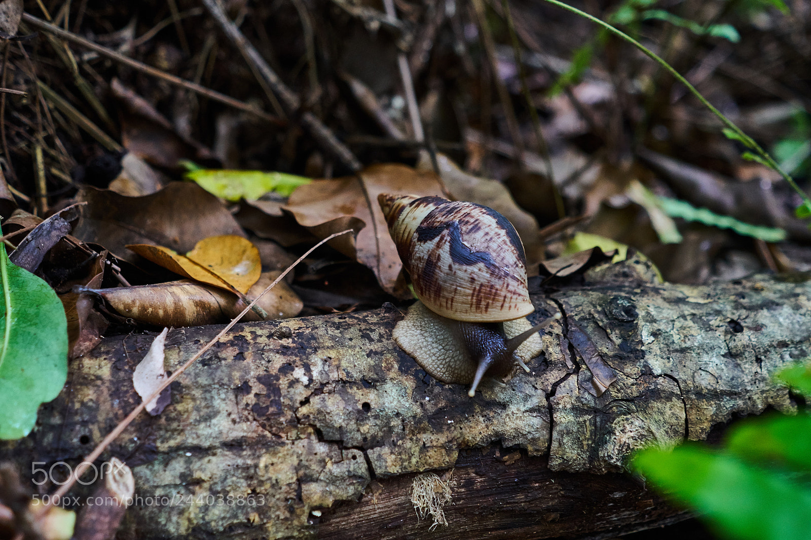 Sony a6300 sample photo. Snail photography