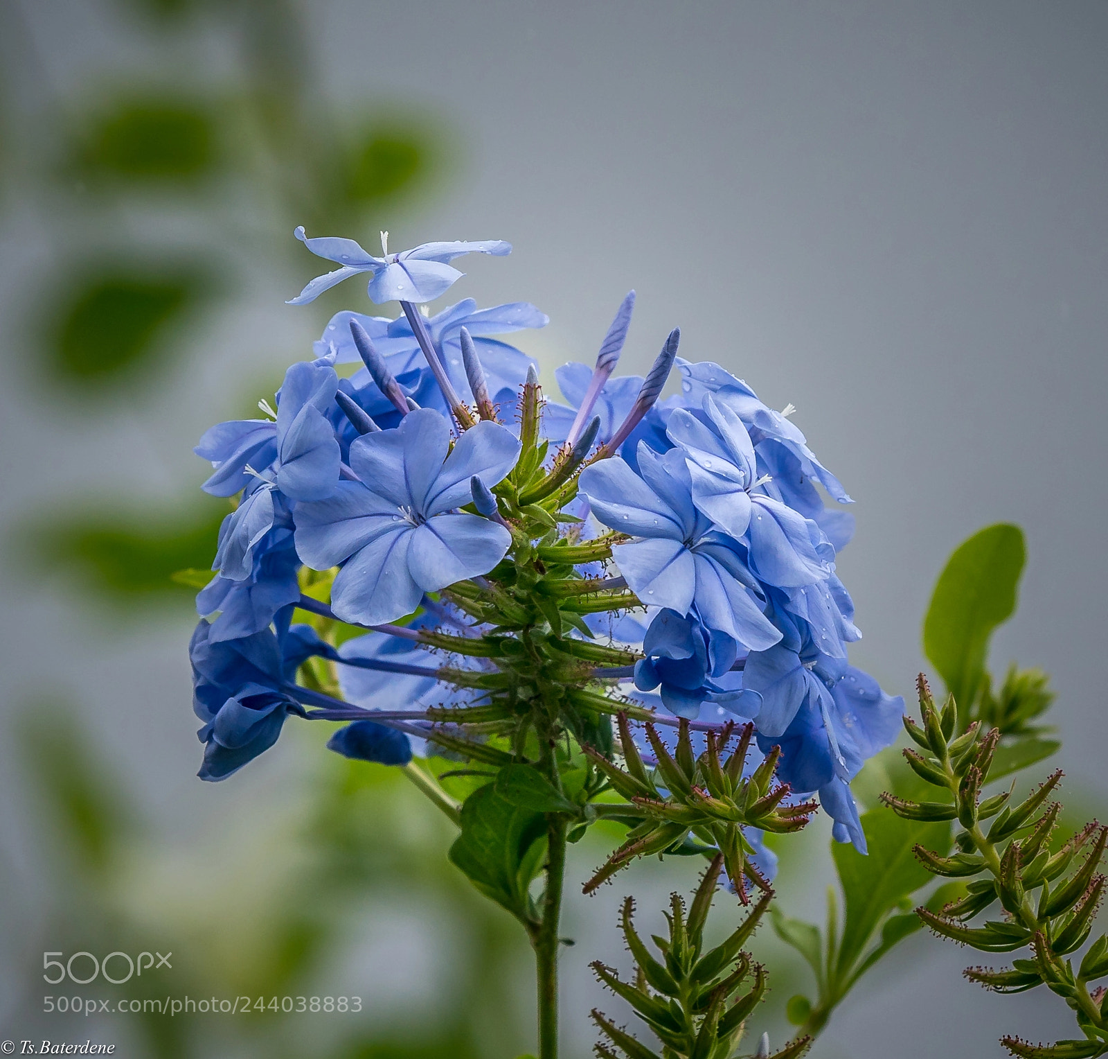 Sony a9 sample photo. Blue flower of hawai photography