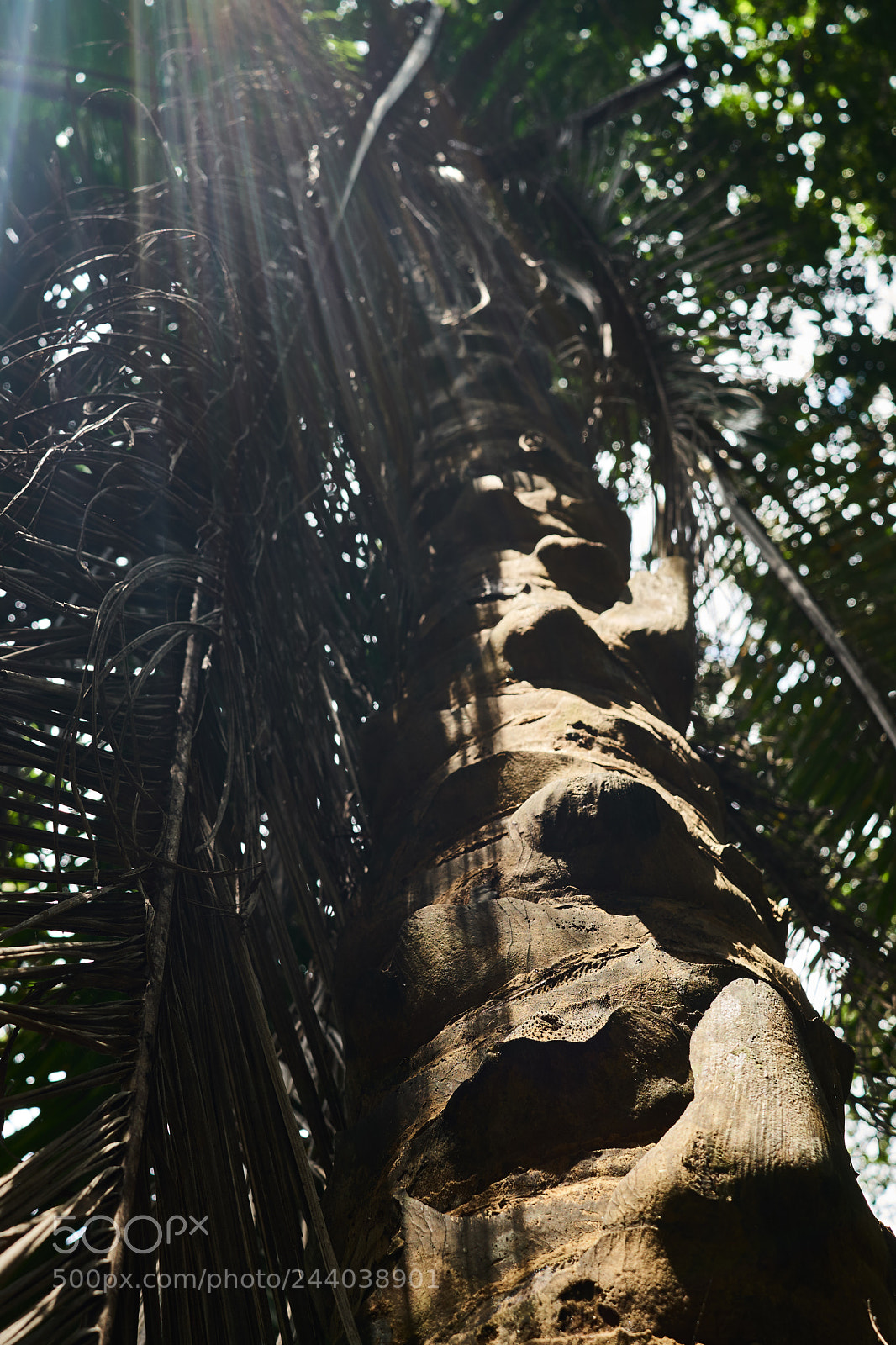 Sony a6300 sample photo. Tree photography