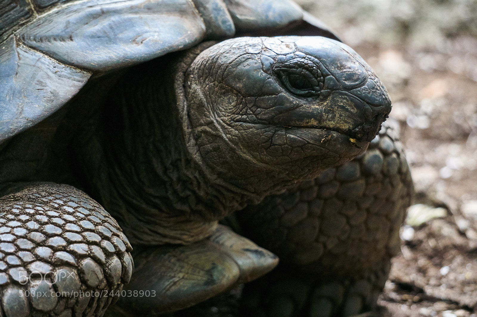 Sony a6300 sample photo. Tortoise photography