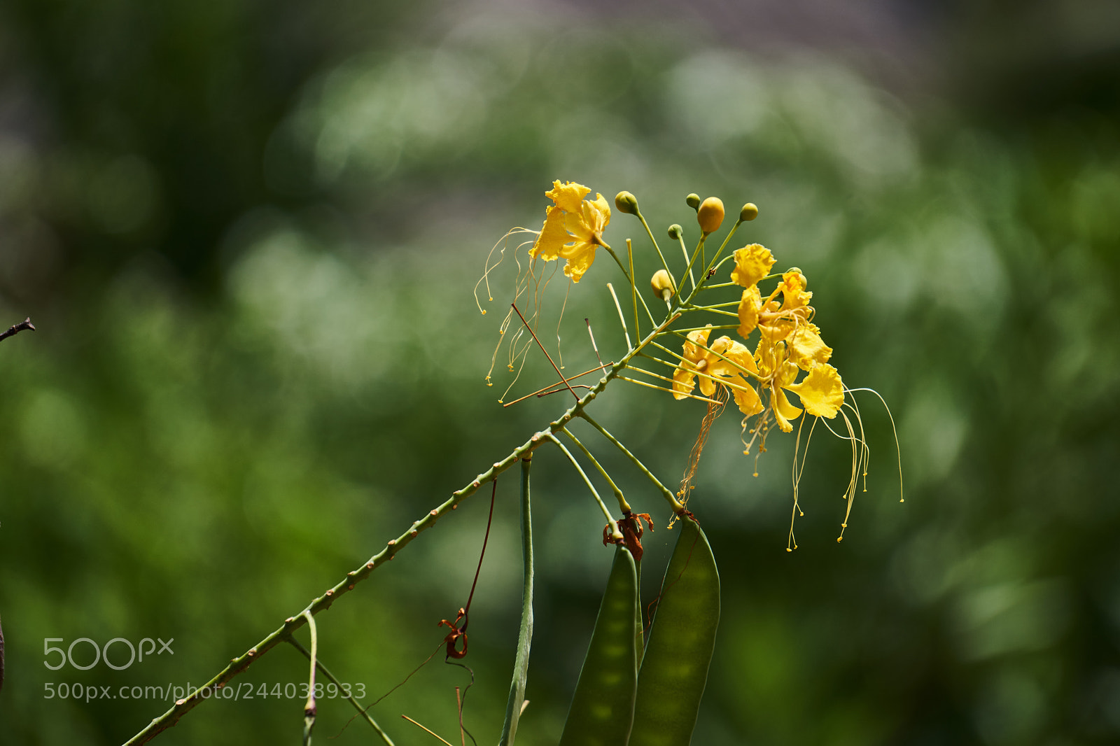 Sony a6300 sample photo. Flower photography