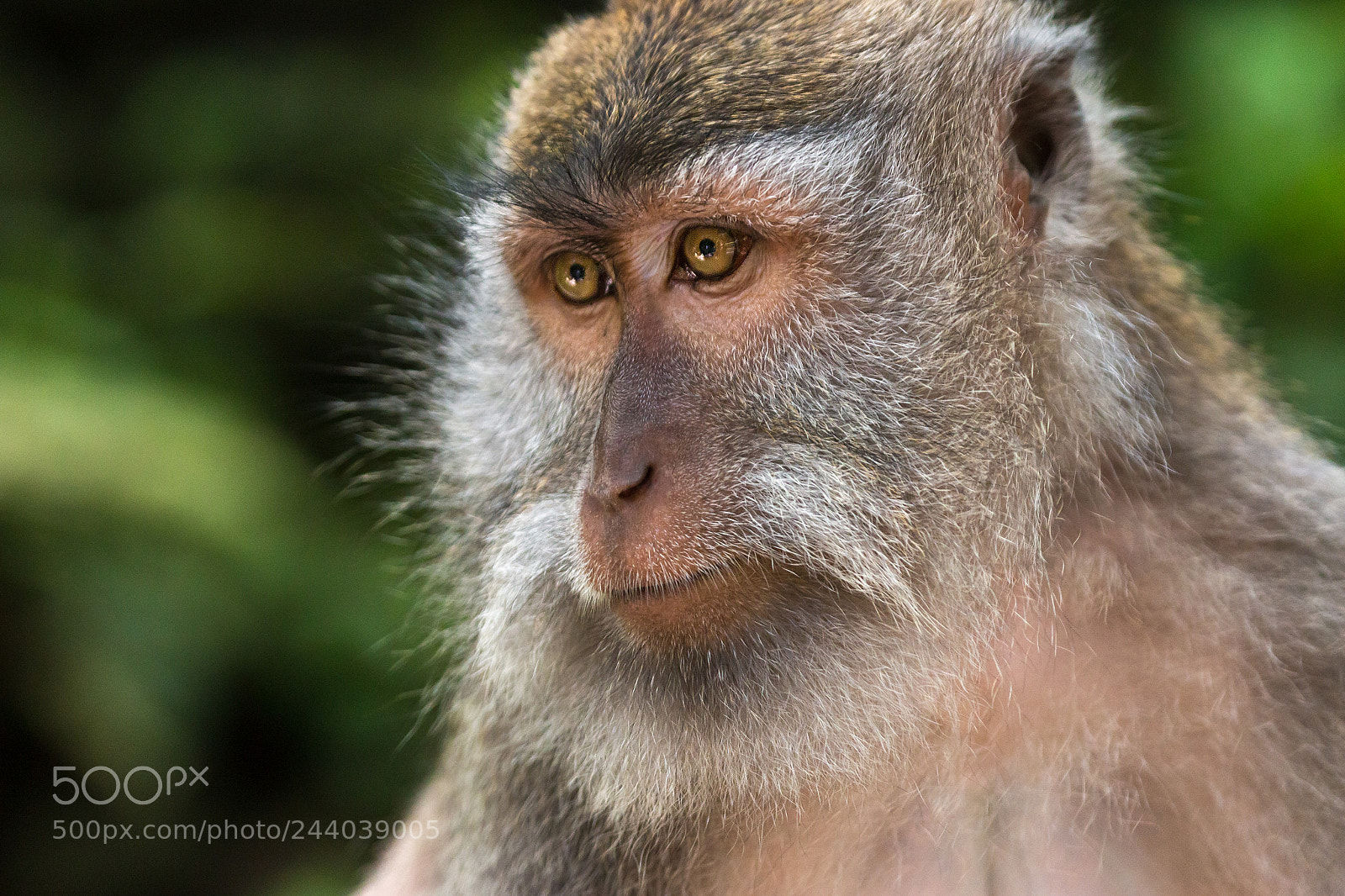 Canon EOS 70D sample photo. Monkey forest ubud. bali photography