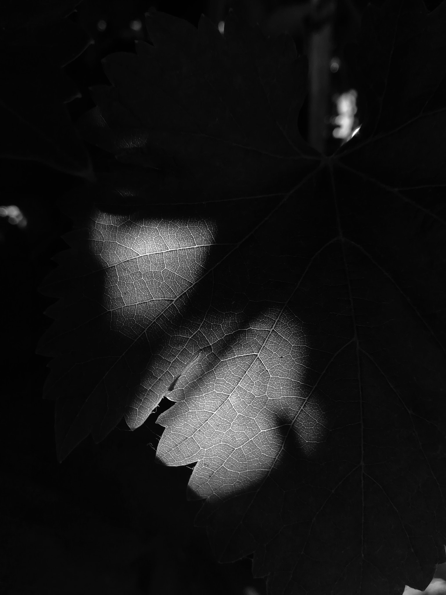 HUAWEI nova lite sample photo. Olmue leaf photography