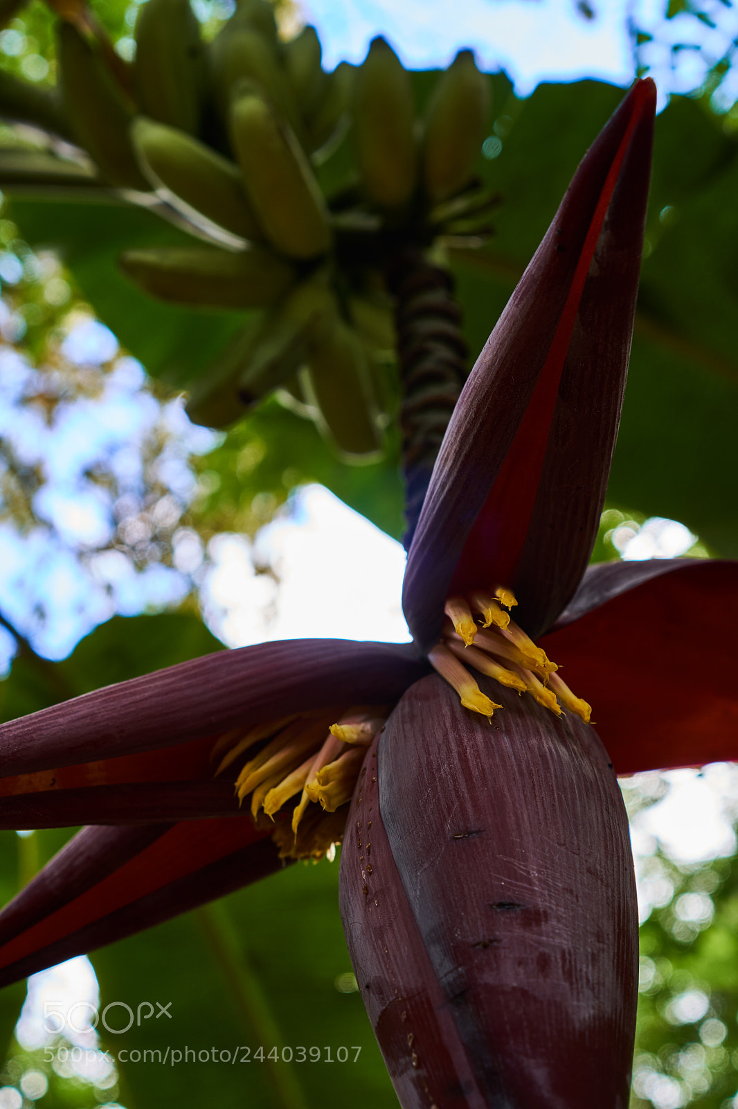 Sony a6300 sample photo. Banana flower photography