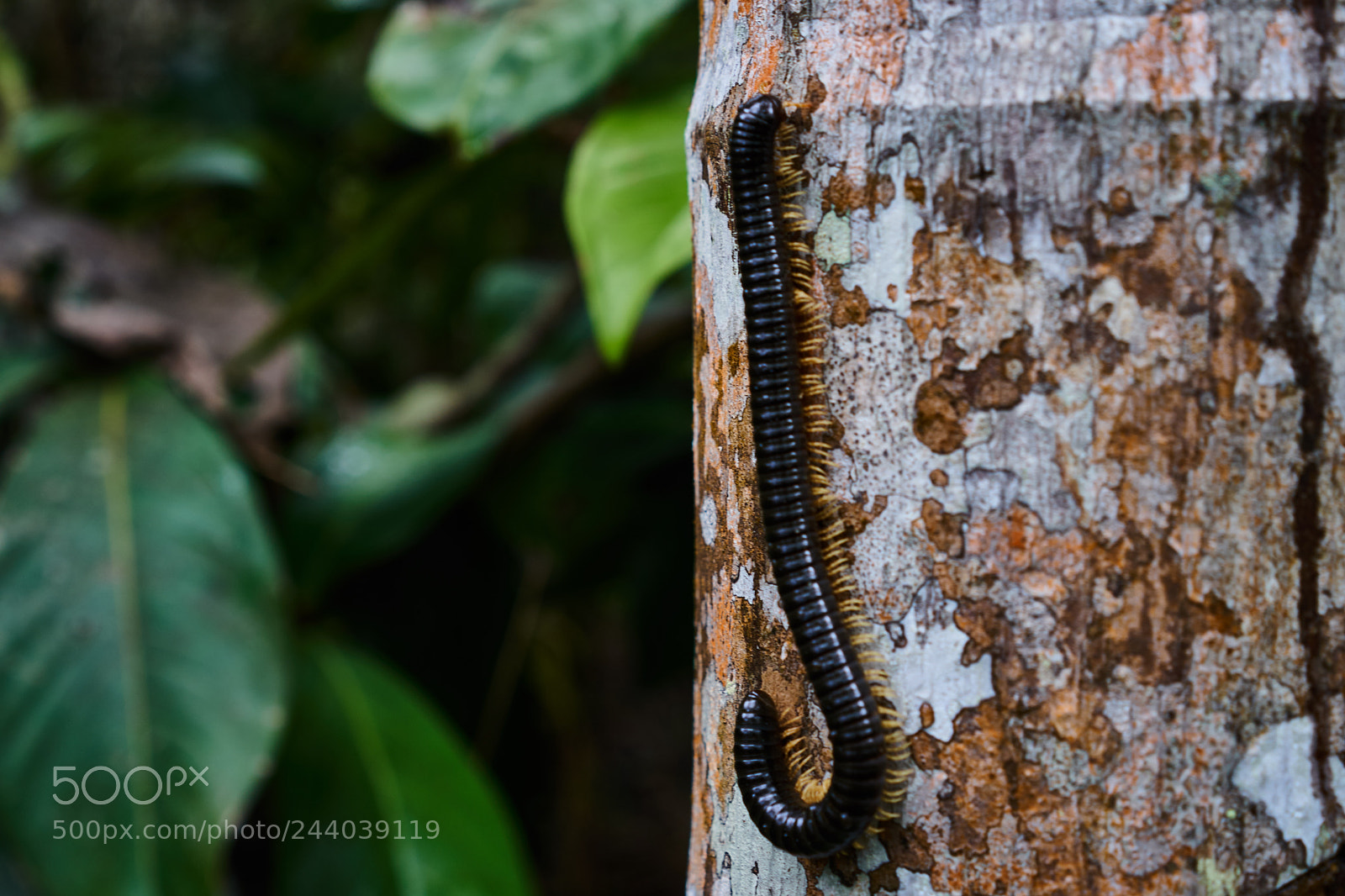 Sony a6300 sample photo. Centipede photography