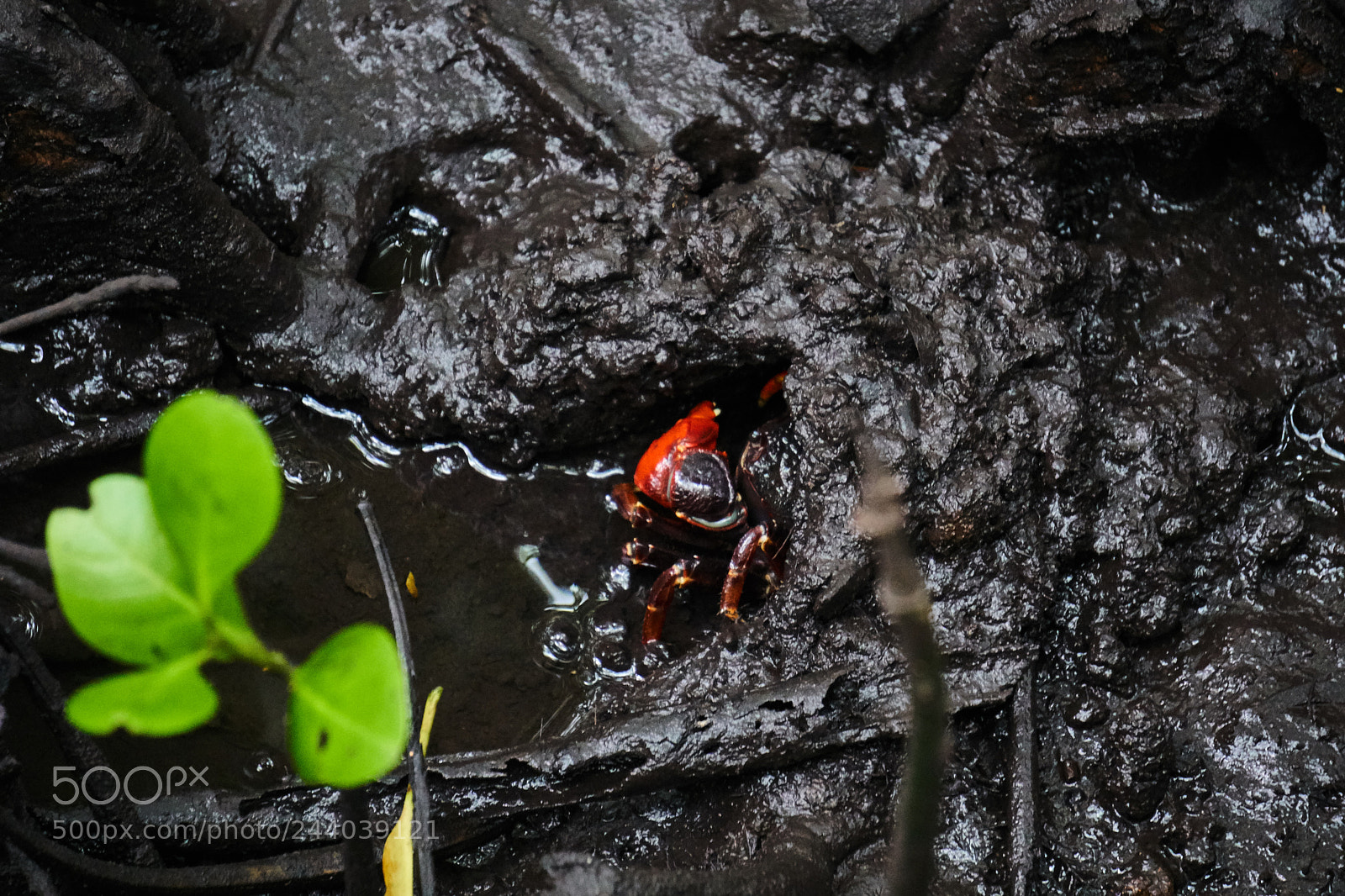 Sony a6300 sample photo. Crab photography