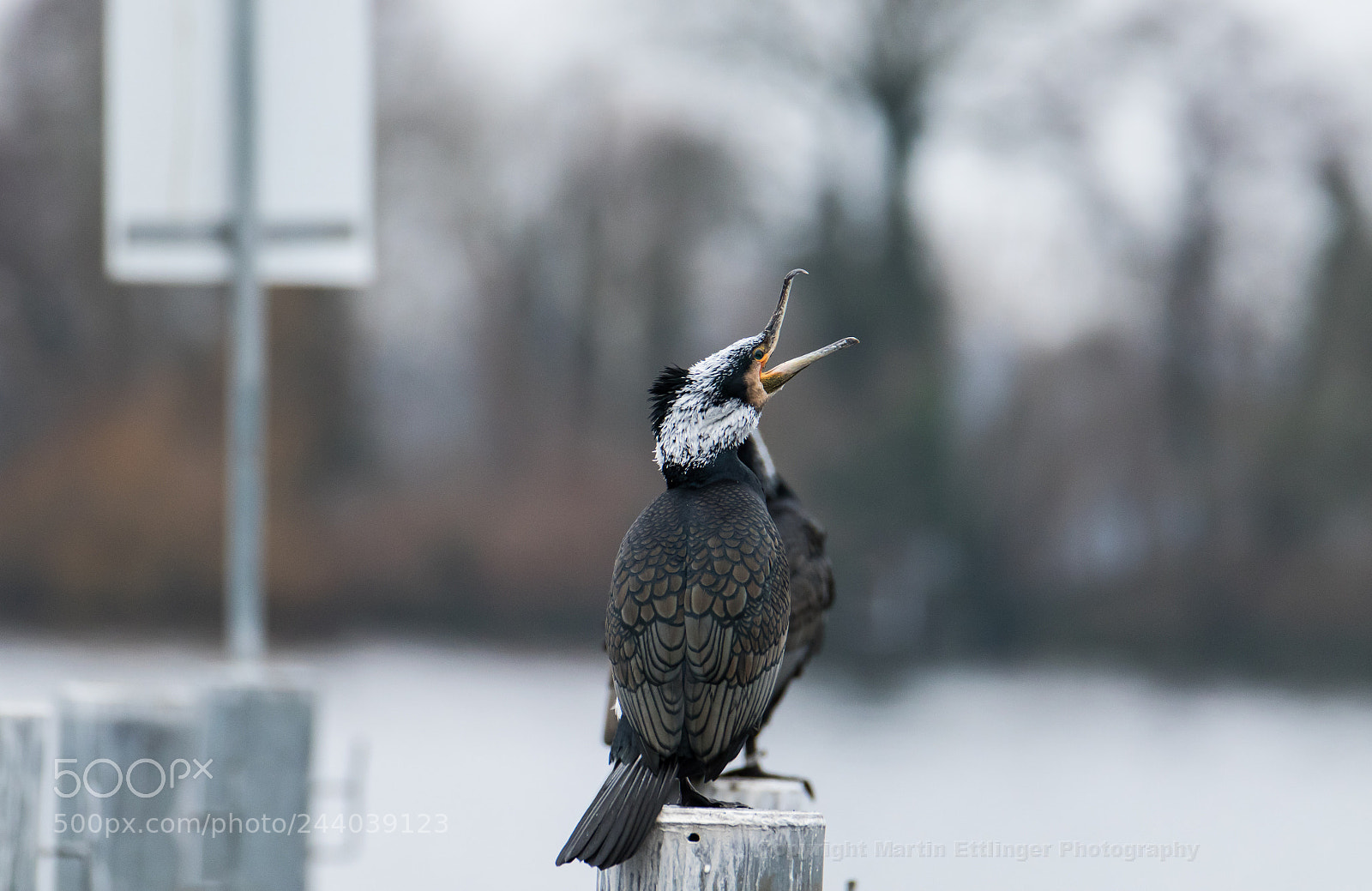 Canon EOS 7D Mark II sample photo. Cormorant (phalacrocorax carbo) 27012018 photography