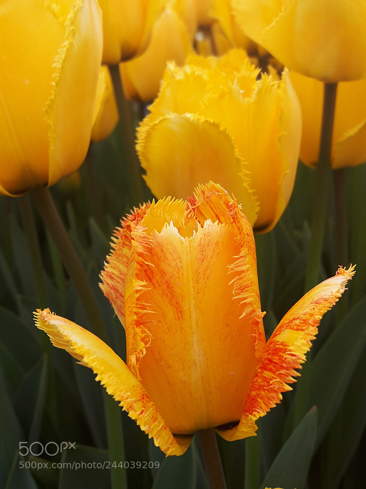 Samsung Galaxy A8 sample photo. Tulipa.. photography