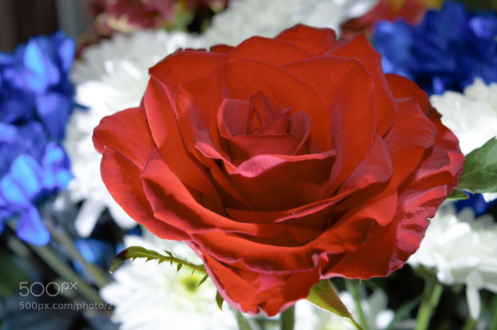 Nikon D3200 sample photo. Single red rose photography