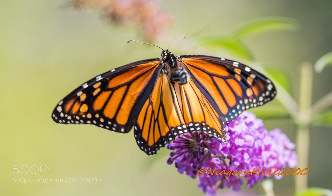 Nikon D810 sample photo. On these flexible wings photography