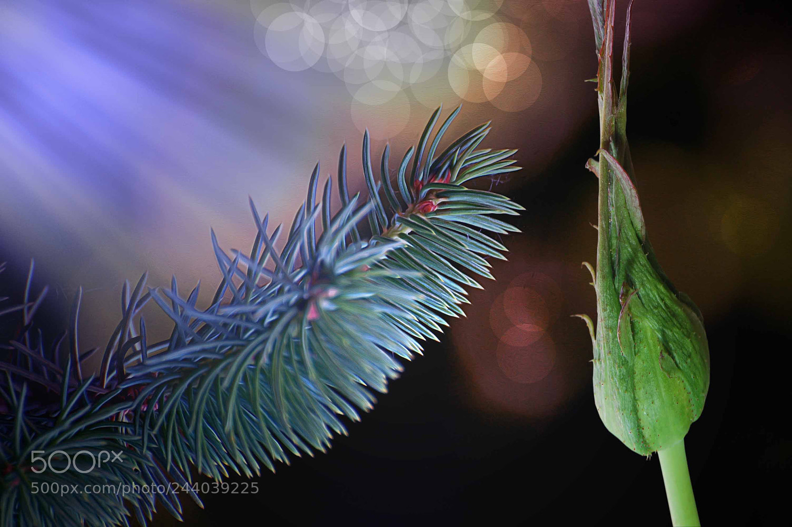 Nikon D40 sample photo. Untitled photography