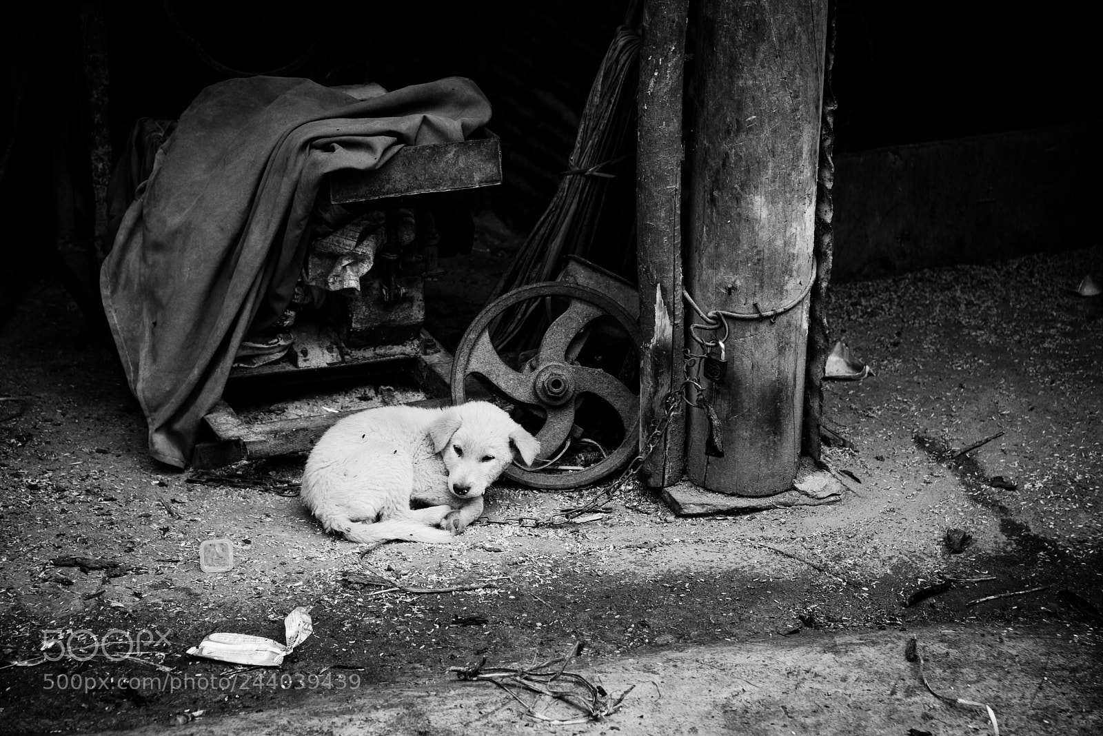 Nikon D600 sample photo. Dog photography