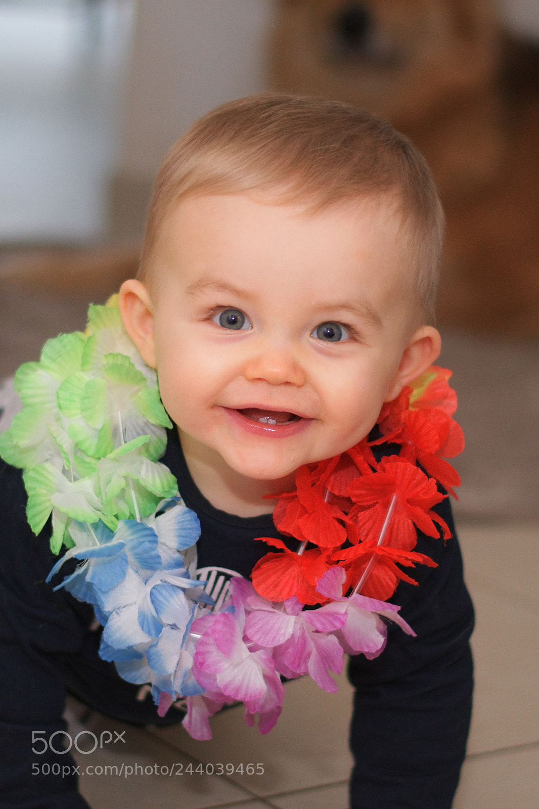 Nikon D500 sample photo. Chouchou à la crème photography