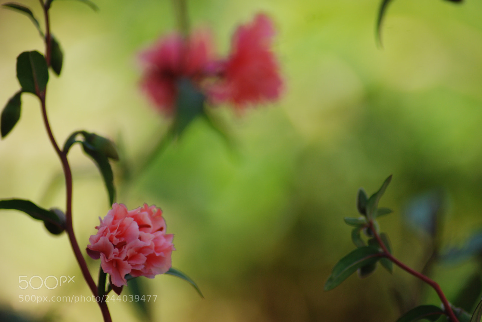 Nikon D80 sample photo. Autumn photography