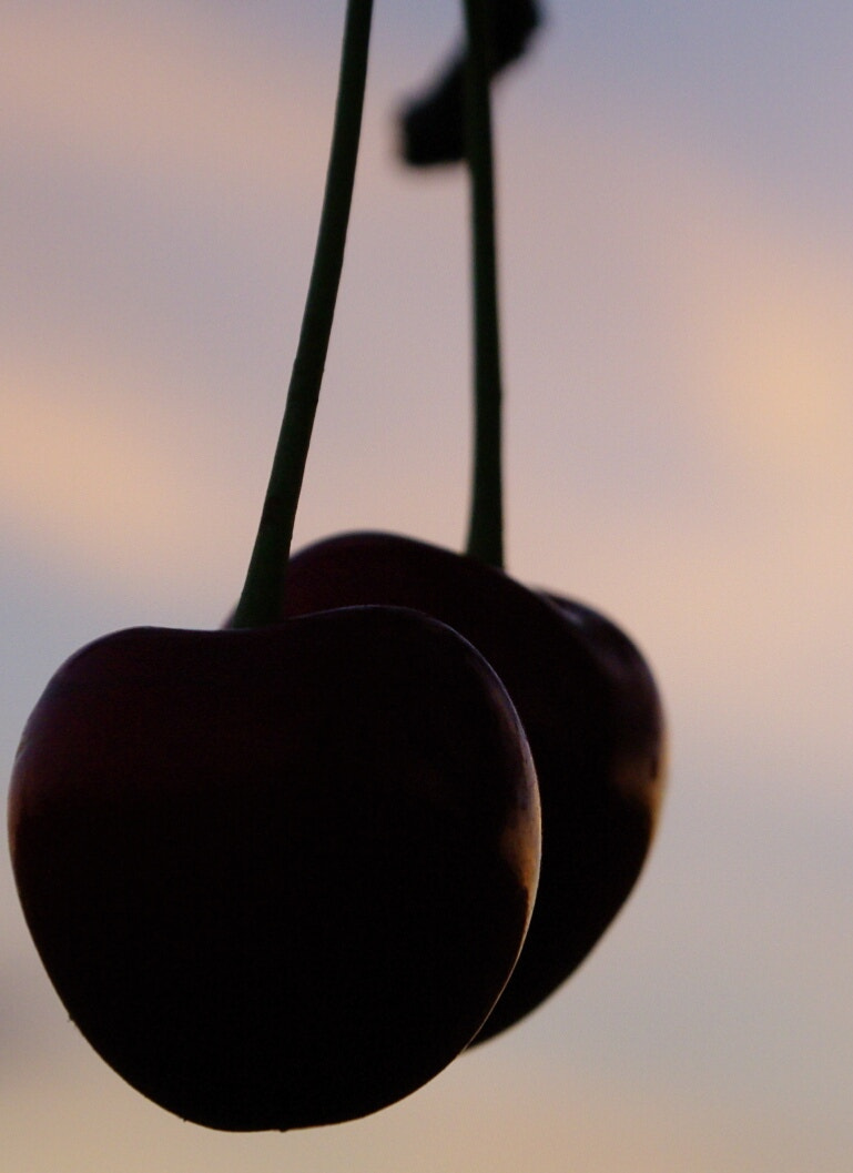 Sigma Lens (8 255) sample photo. Cerises photography