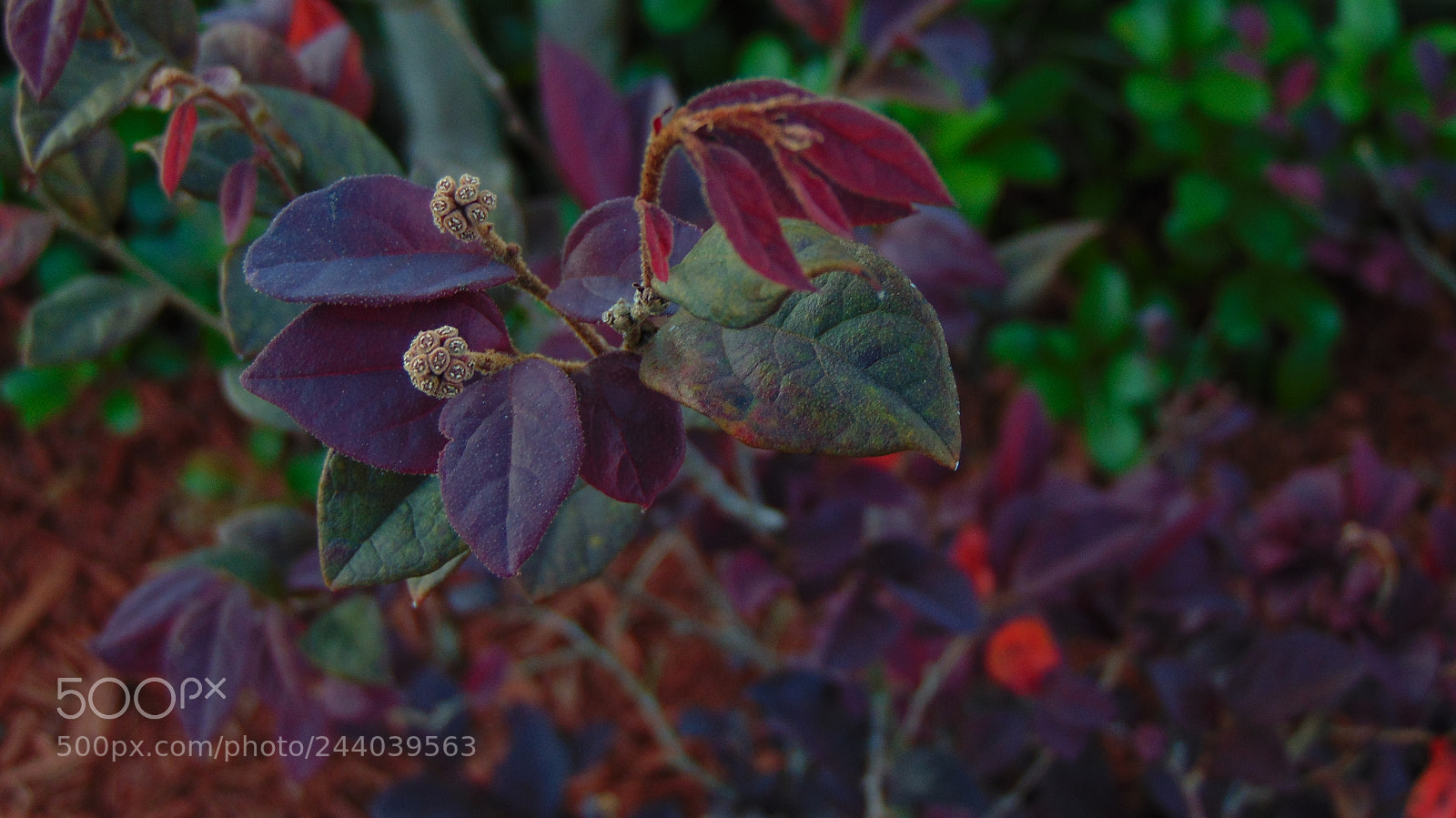 Sony Cyber-shot DSC-H300 sample photo. Leafy purples photography