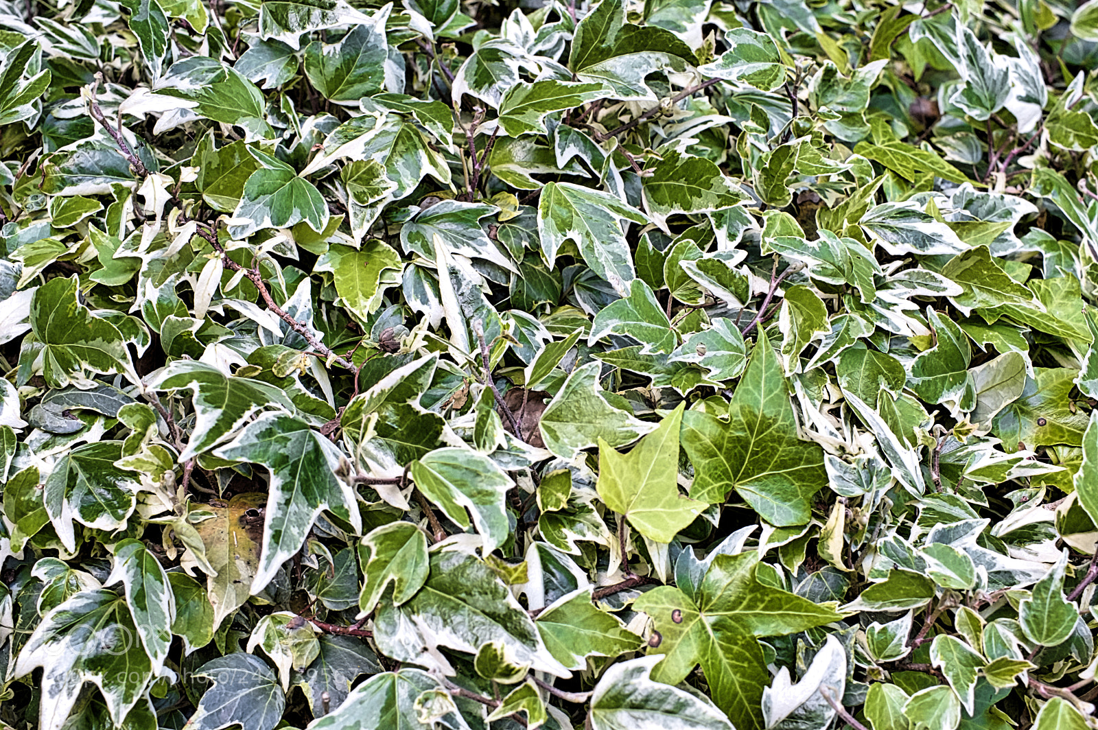 Nikon D3200 sample photo. Ivy bed photography