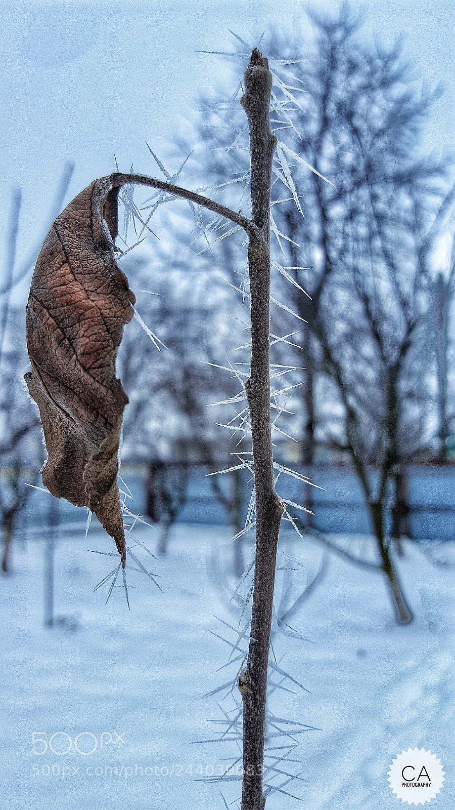 Samsung Galaxy S6 sample photo. ❄??? photography