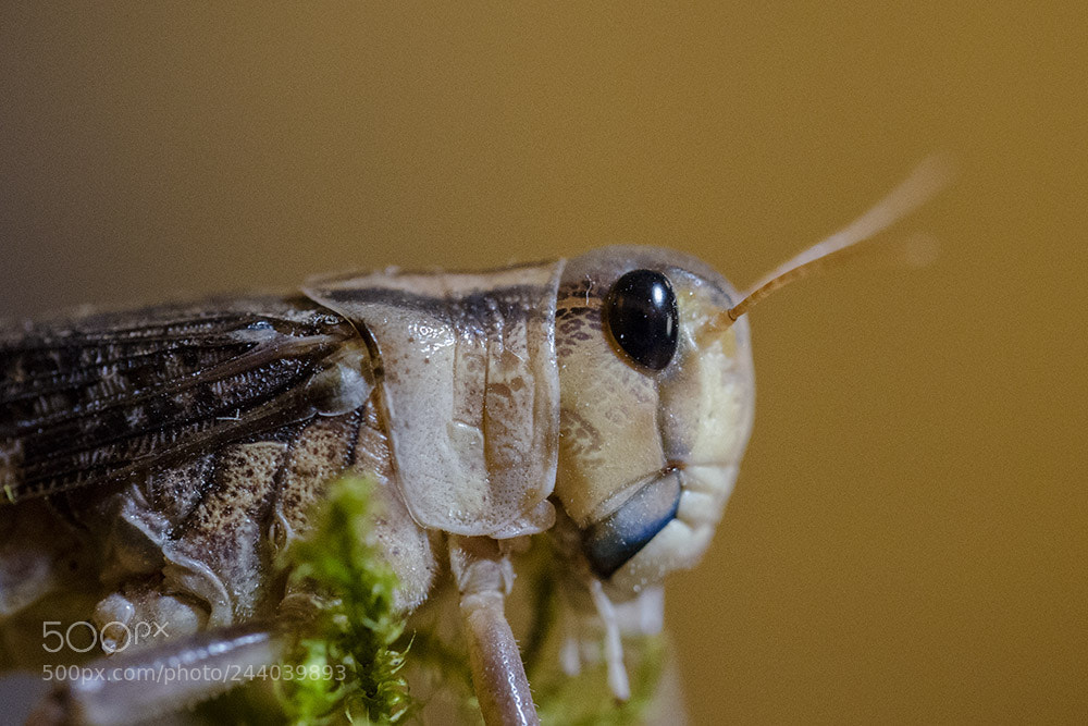 Nikon D5100 sample photo. Grashopper photography