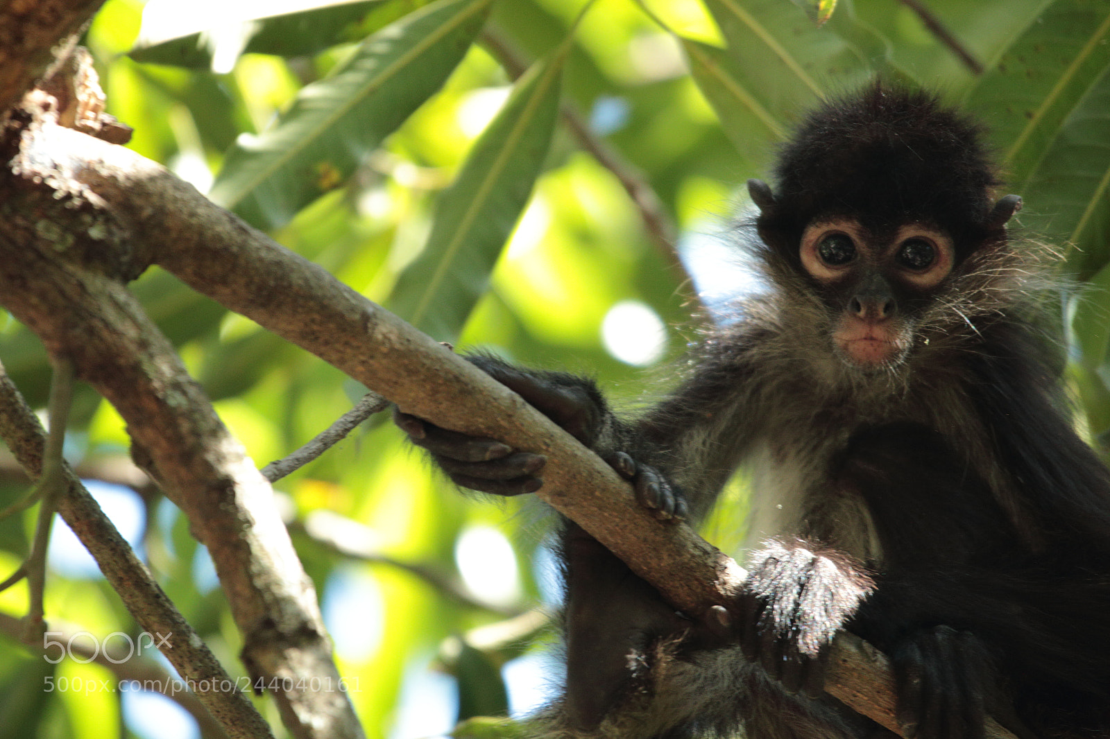Canon EOS 70D sample photo. El salvadorian monkey photography