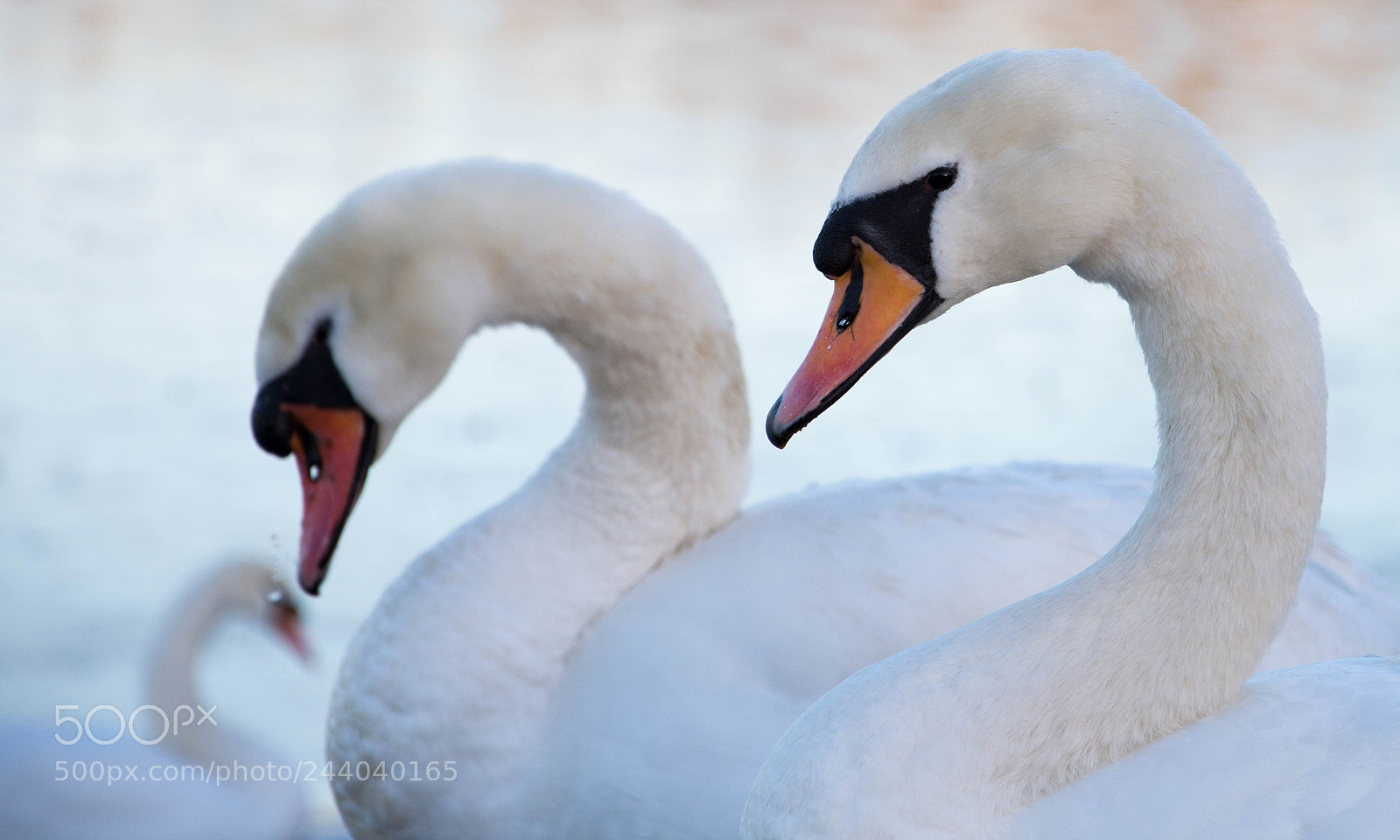 Nikon D7200 sample photo. Swan pair photography