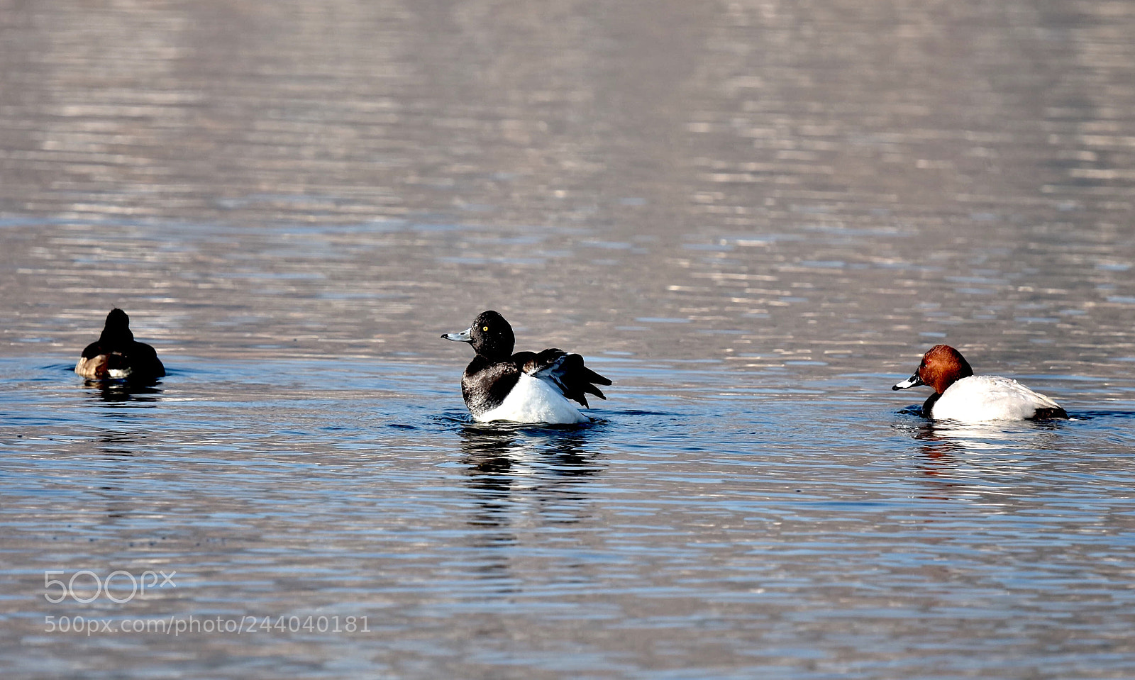 Nikon D7200 sample photo. Duck photography