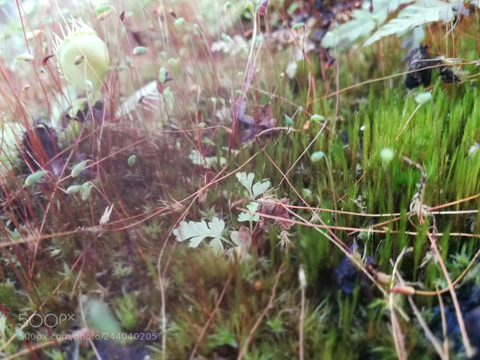 HUAWEI P10 sample photo. Untitled photography