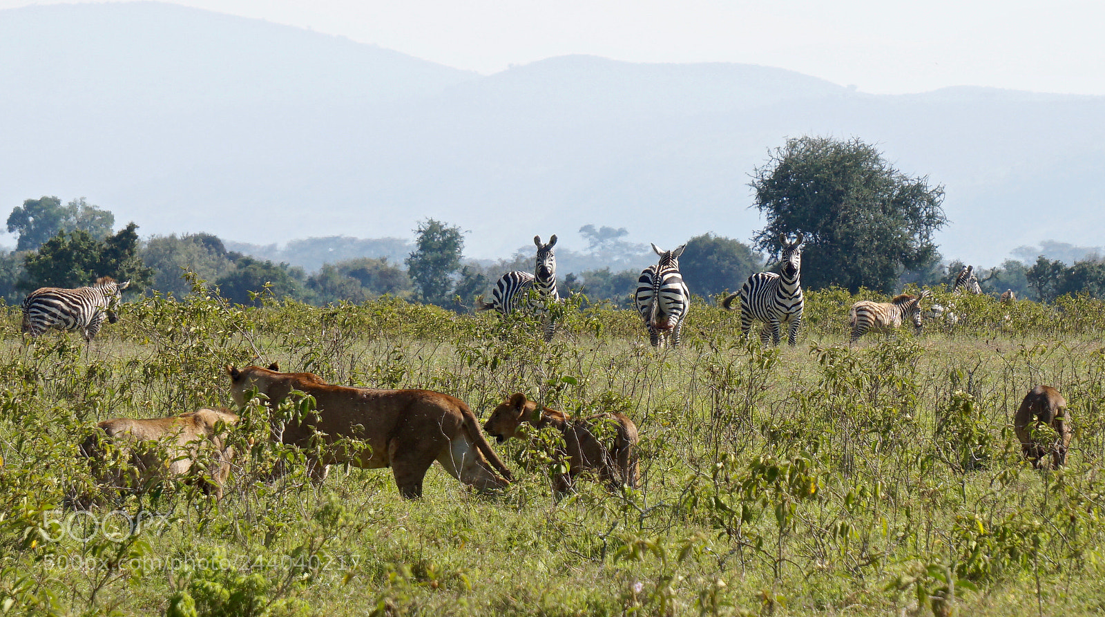 Sony Alpha a5000 (ILCE 5000) sample photo. Lions chasing zebras at photography