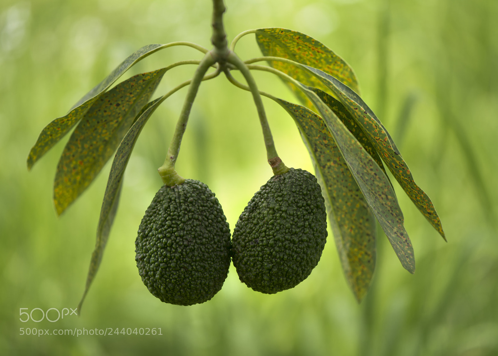 Nikon D800 sample photo. Avocado photography