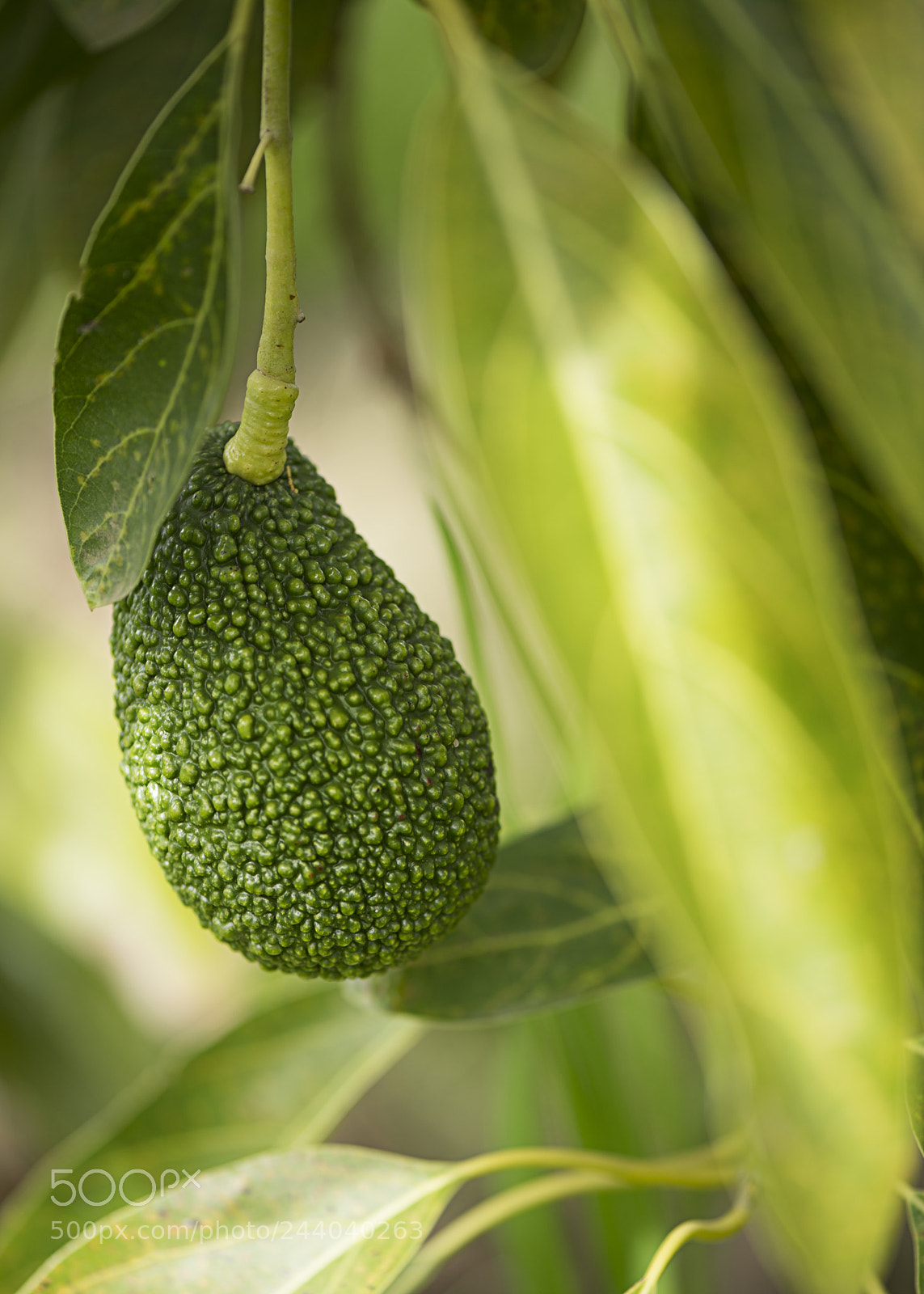Nikon D800 sample photo. Avocado photography