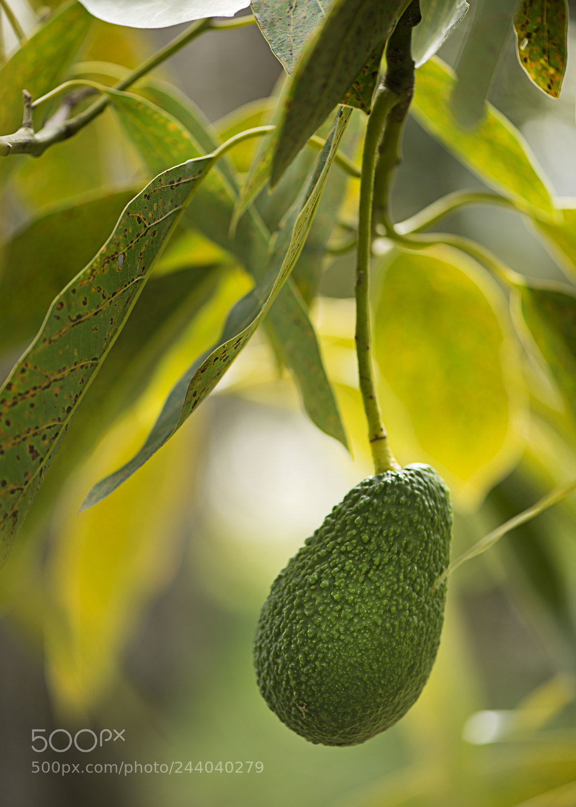 Nikon D800 sample photo. Avocado photography