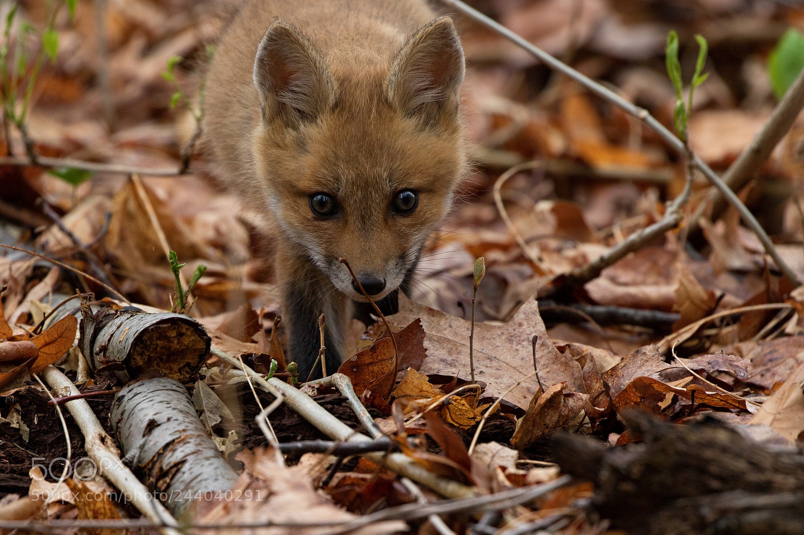 Canon EOS 7D Mark II sample photo. Fox cub stalking photography