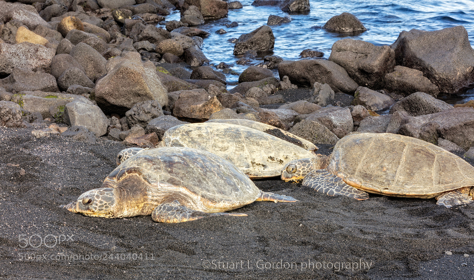 Canon EOS 5DS R sample photo. Honu basking in sunshine photography