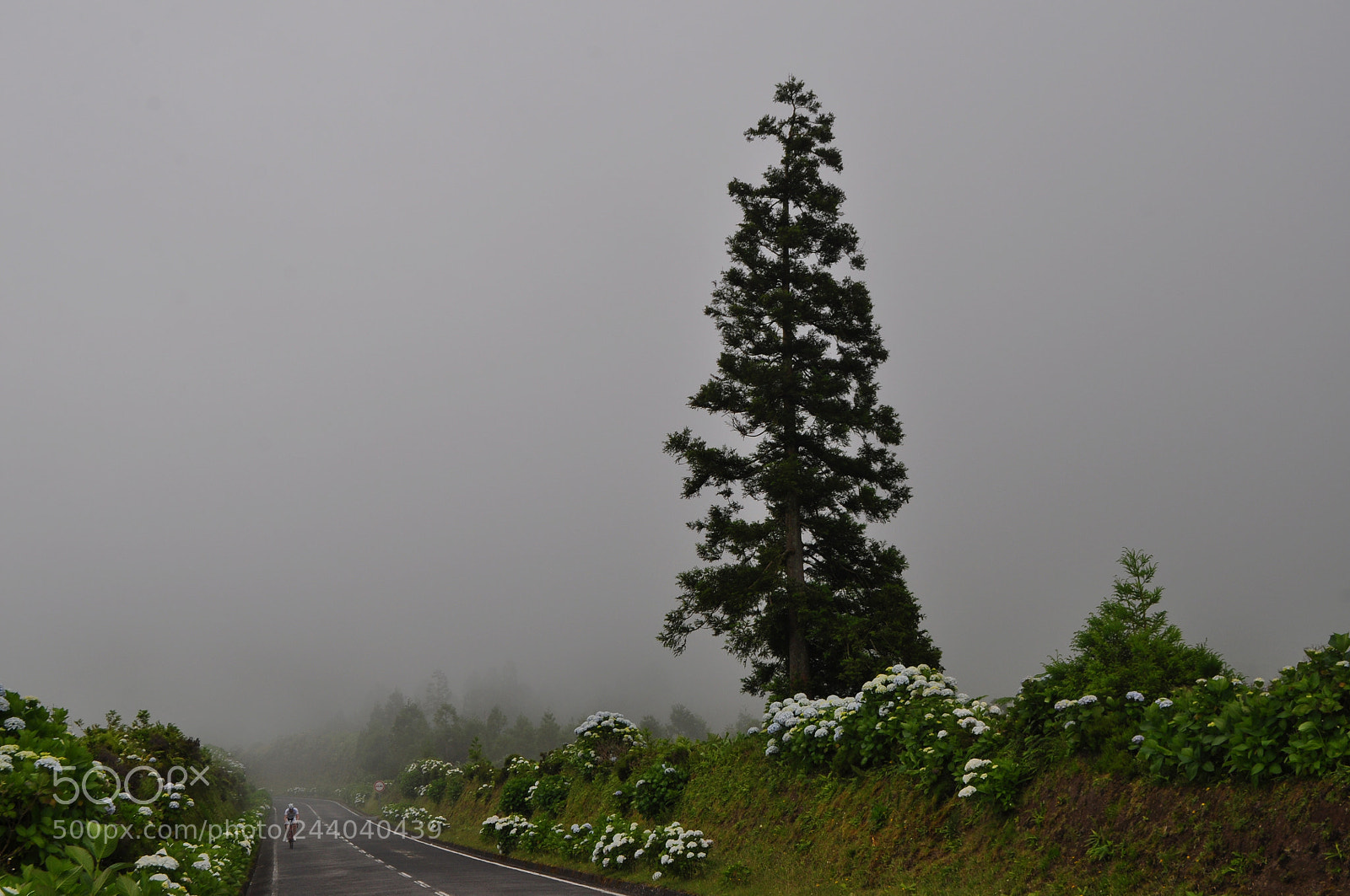 Nikon D5000 sample photo. Lonely cyclist photography