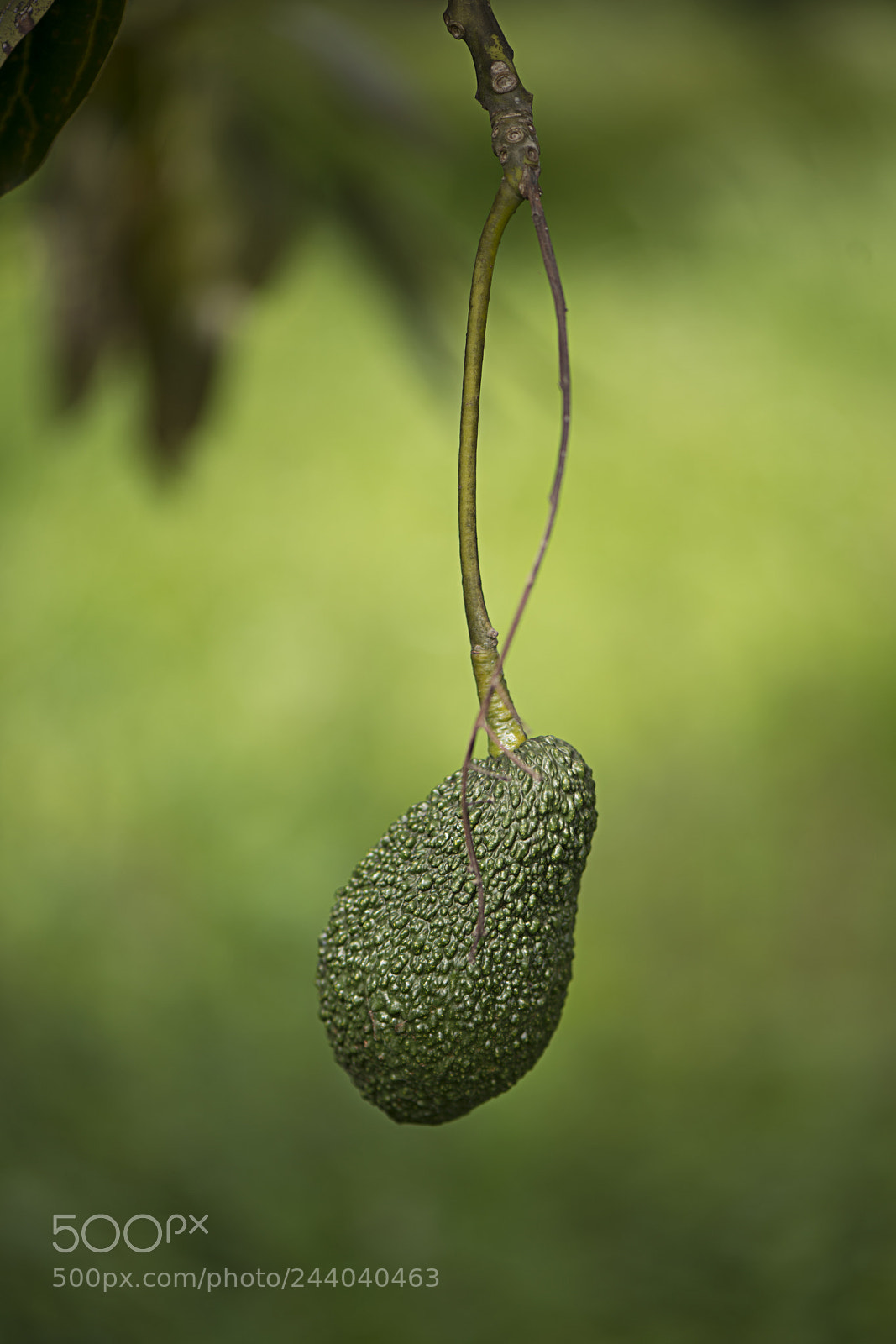 Nikon D800 sample photo. Avocado photography