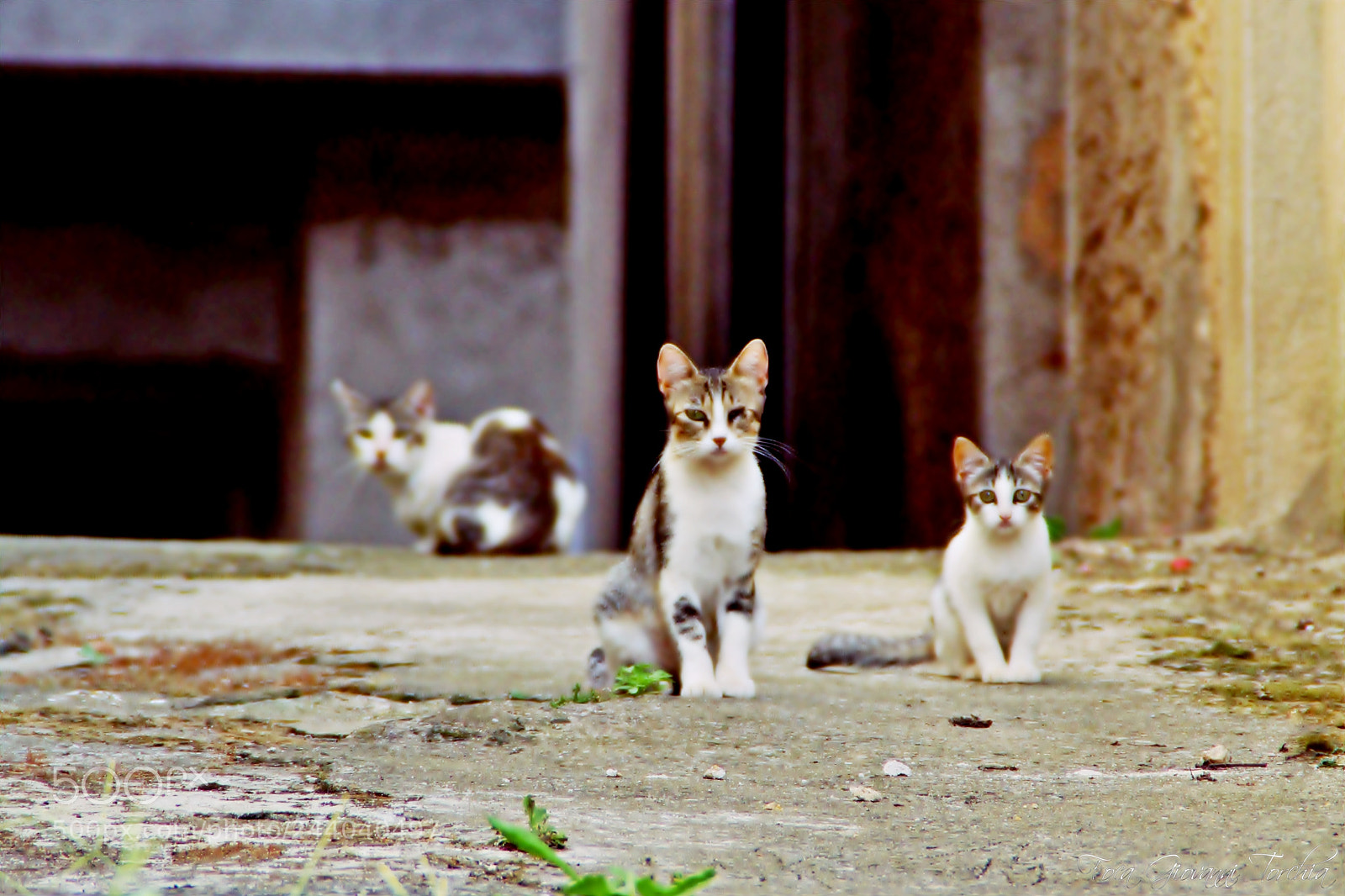 Canon EOS 1200D (EOS Rebel T5 / EOS Kiss X70 / EOS Hi) sample photo. Miao photography