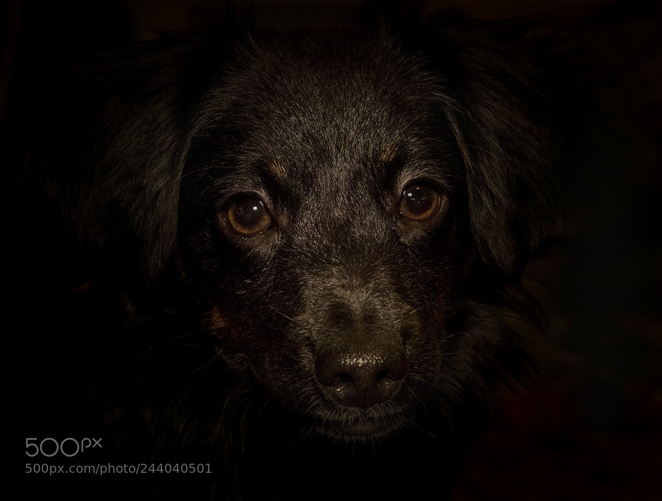 Fujifilm X-T2 sample photo. Charly photography