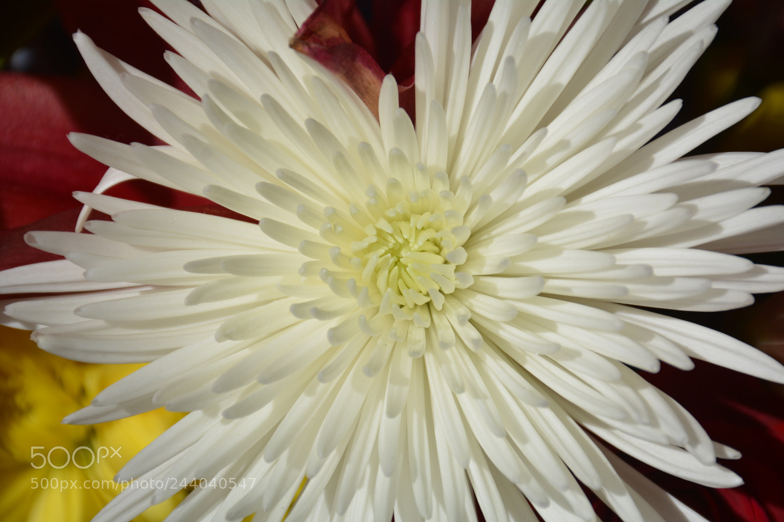 Nikon D7100 sample photo. White starburst photography