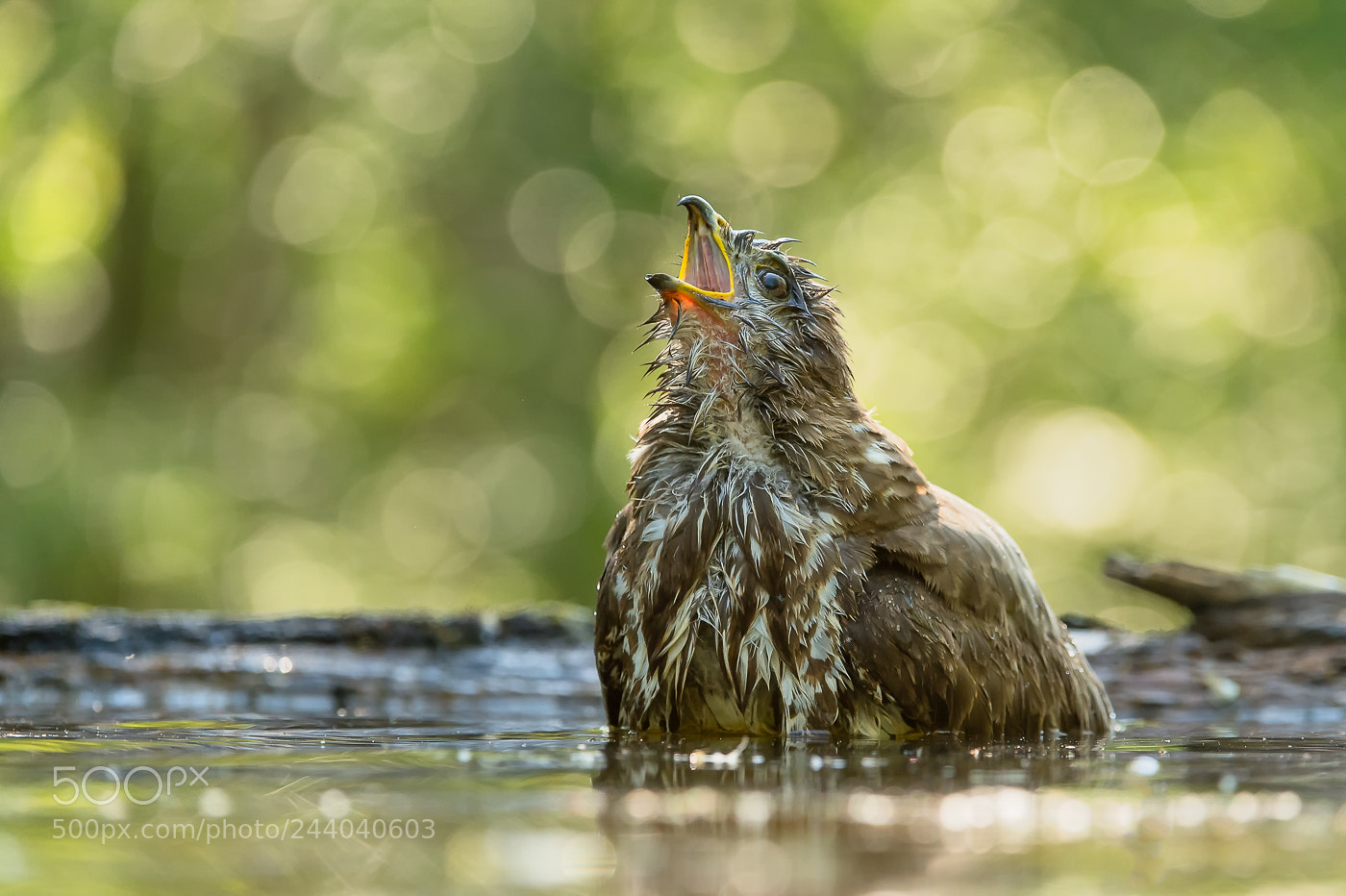 Nikon D4S sample photo. Bathing buzzard photography