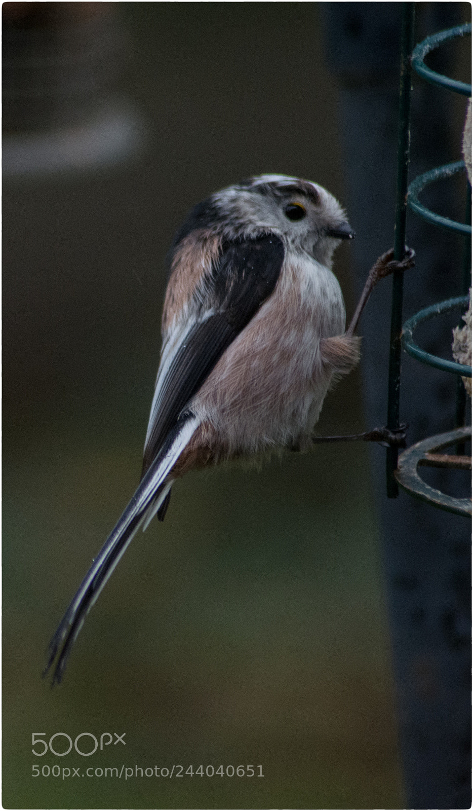 Nikon D7100 sample photo. Long-tailed tit photography