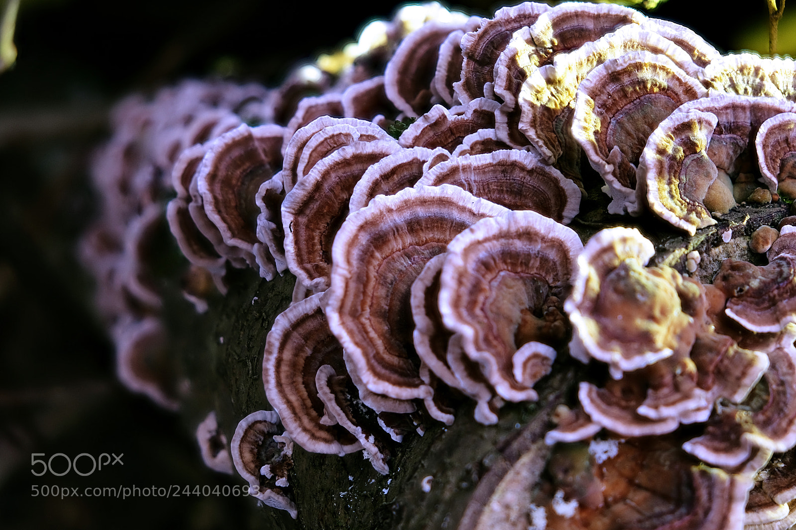 Fujifilm X-T2 sample photo. Mushrooms photography