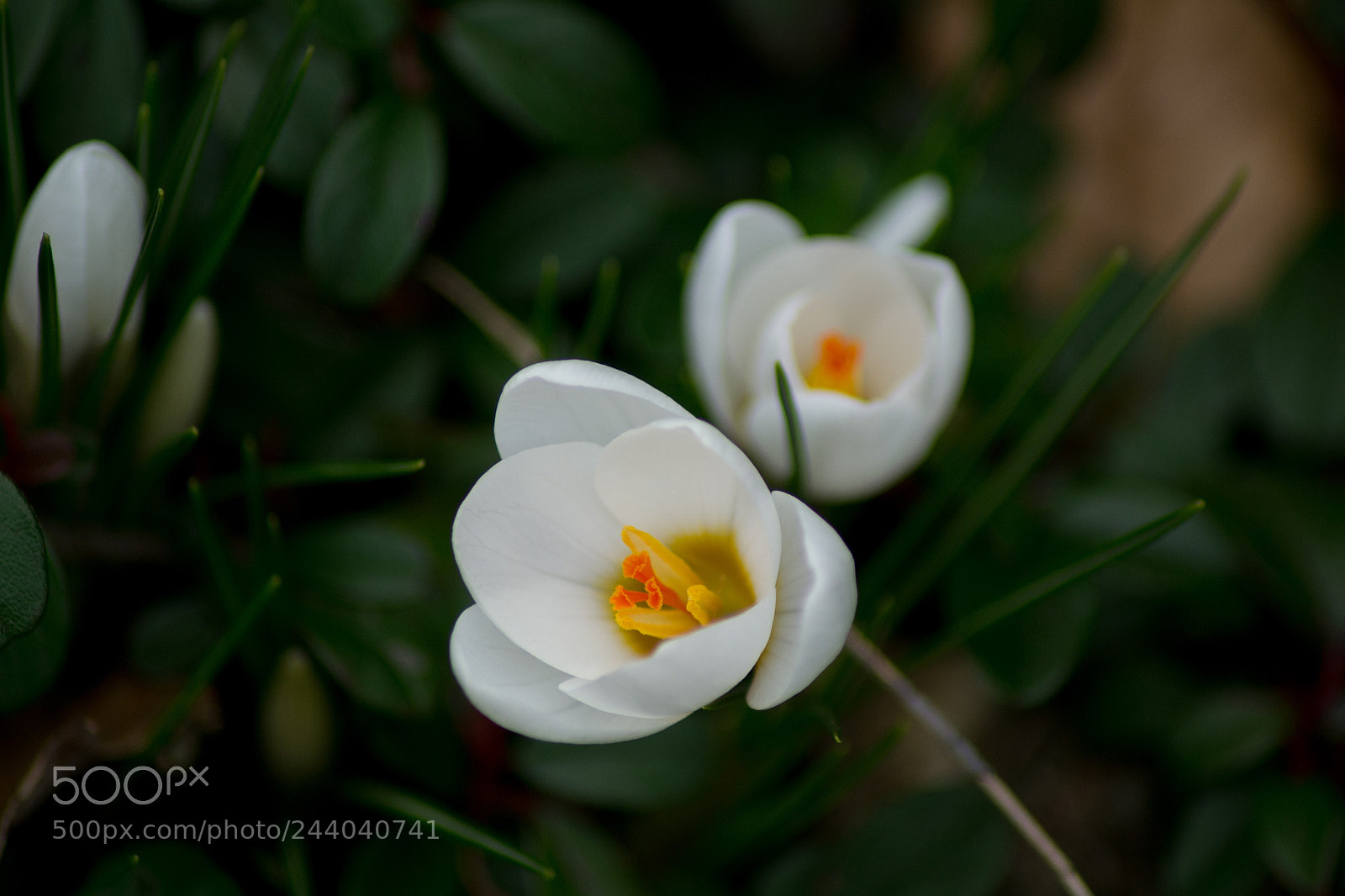 Nikon D3100 sample photo. First white crocus of photography