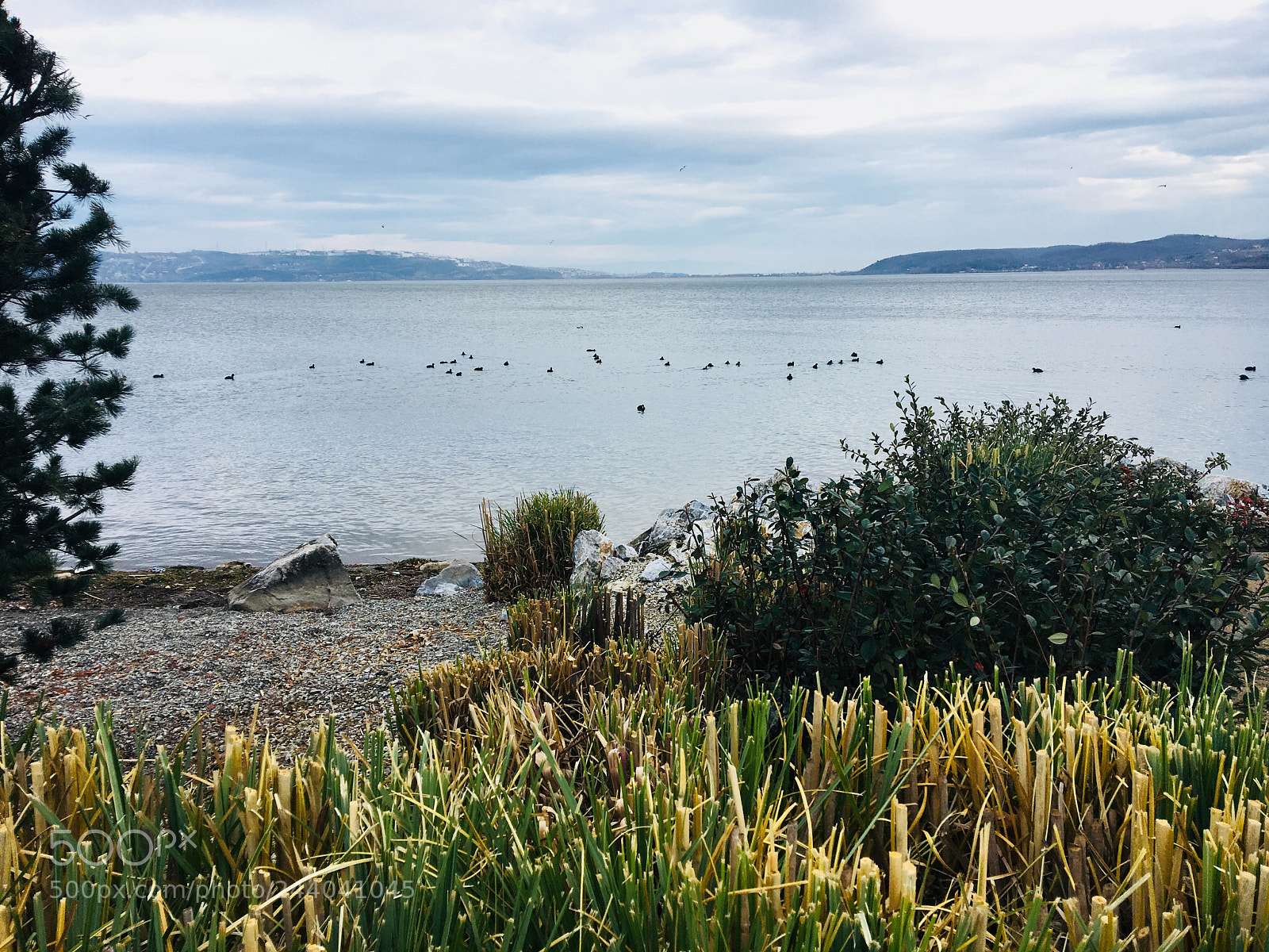 Apple iPhone 6s sample photo. Morning walk photography