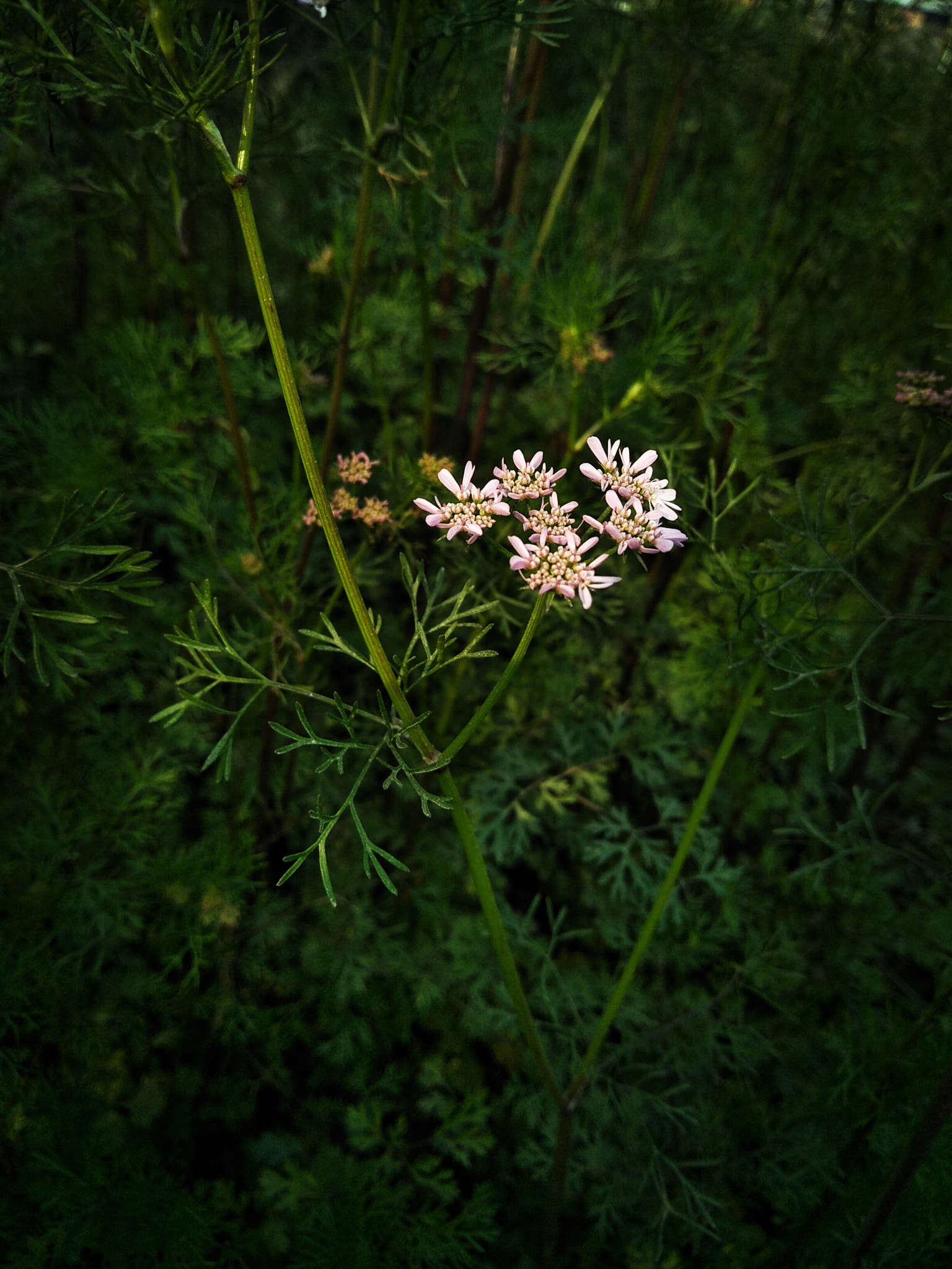 OPPO CPH1701 sample photo
