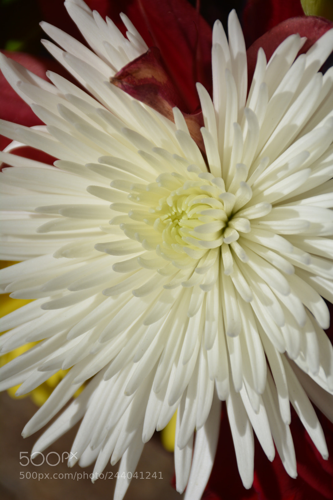 Nikon D7100 sample photo. White starburst photography