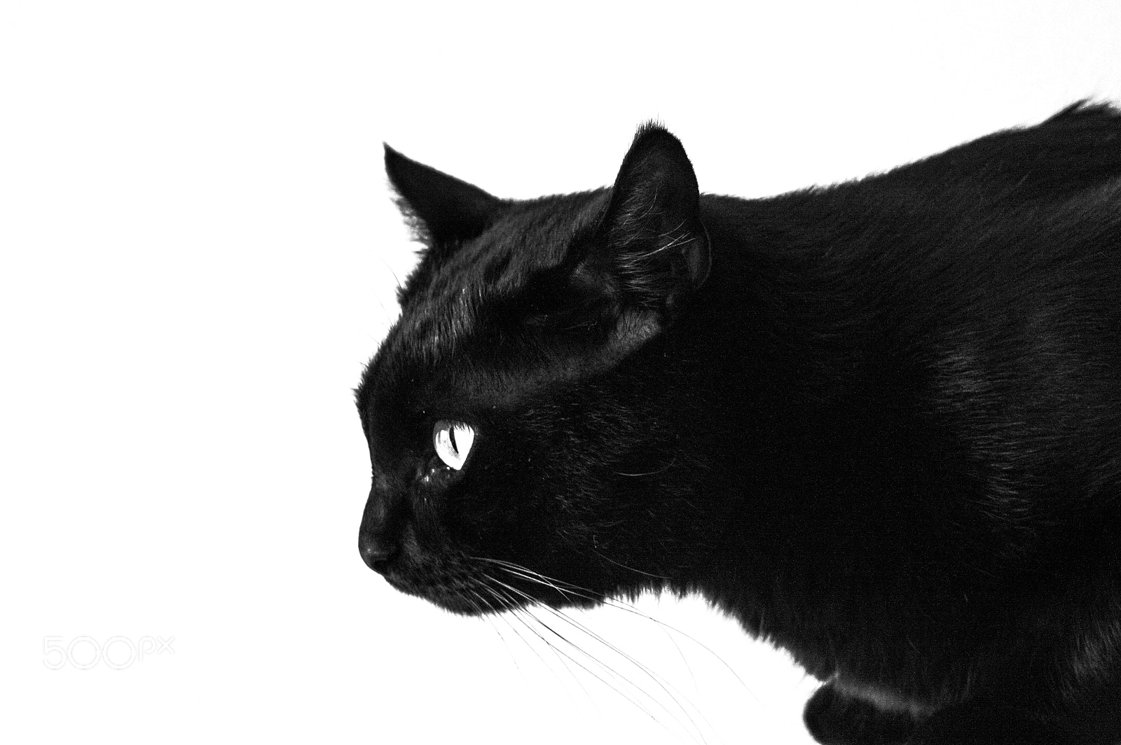 Nikon D3200 sample photo. Cat photography